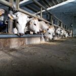 Impianto alimentazione a spirale (1)