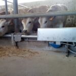Impianto alimentazione a spirale (3)